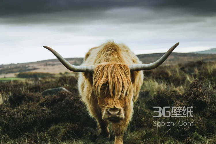 动物界的洗剪吹“牦牛”图片大全7