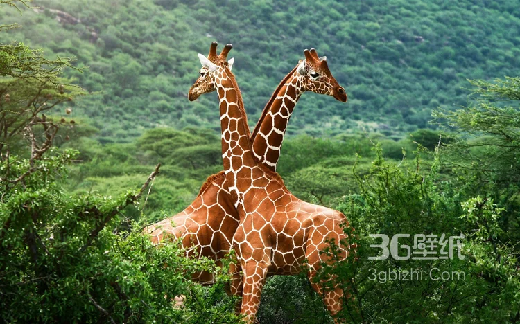 动物模特长颈鹿动物图片大全12