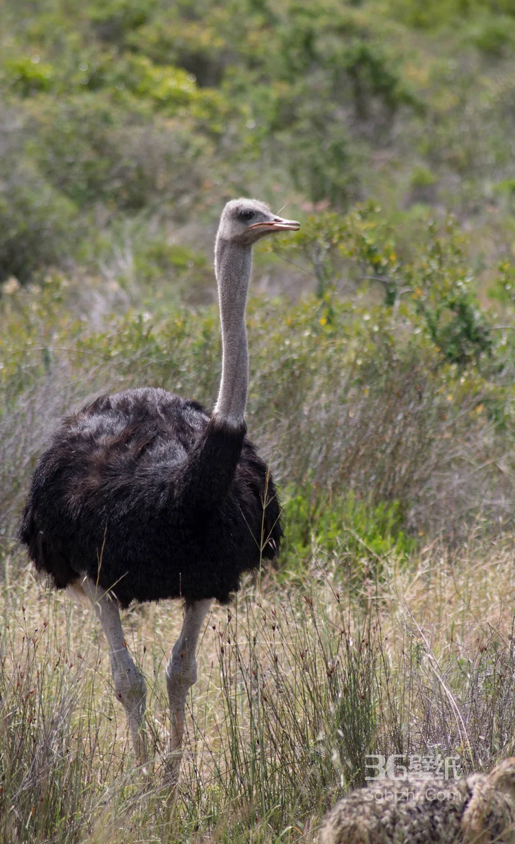 跑步小能手-鸵鸟图片14