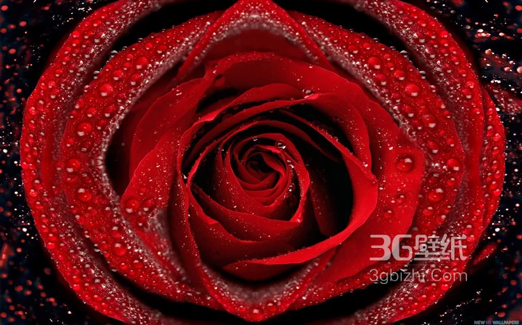 血色玫瑰，情人专属，示爱花卉“玫瑰花”图片8