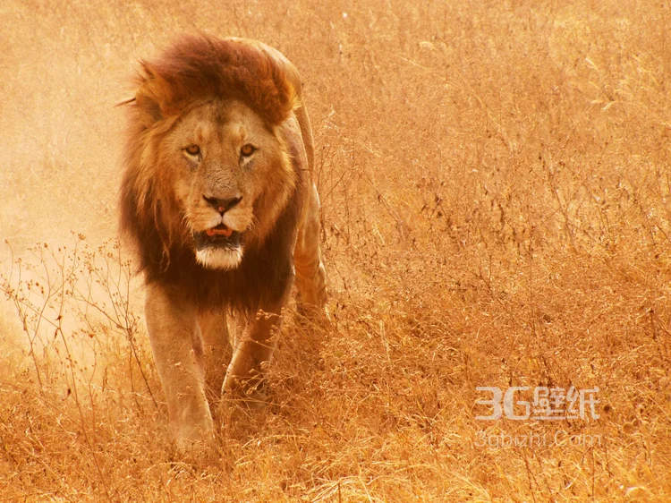 披头散发的雄性狮子图片1