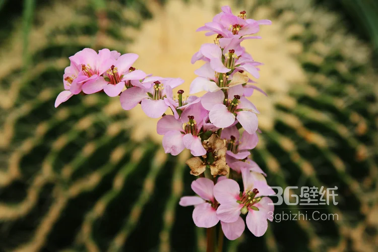 盆景仙人球图片3