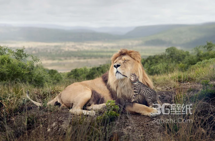 披头散发的雄性狮子图片13