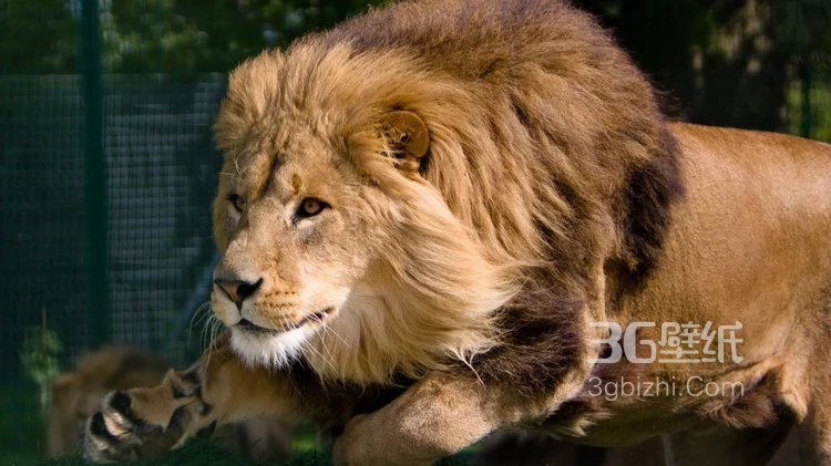 披头散发的雄性狮子图片14