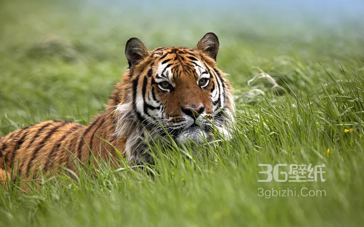 万兽之王“虎”老虎的高清图片9