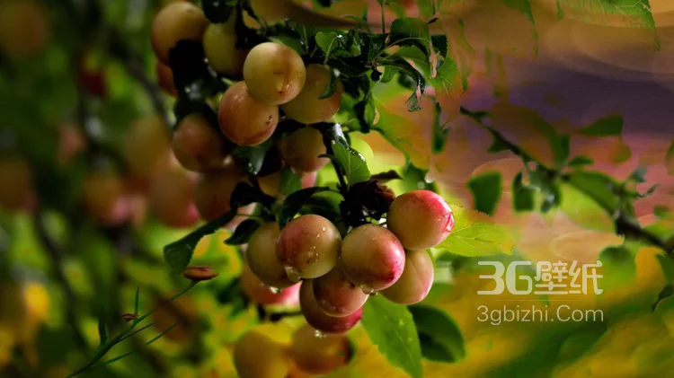 爽脆可口的水果“苹果”高清图片9