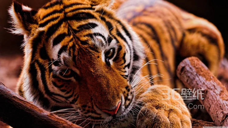 万兽之王“虎”老虎的高清图片10