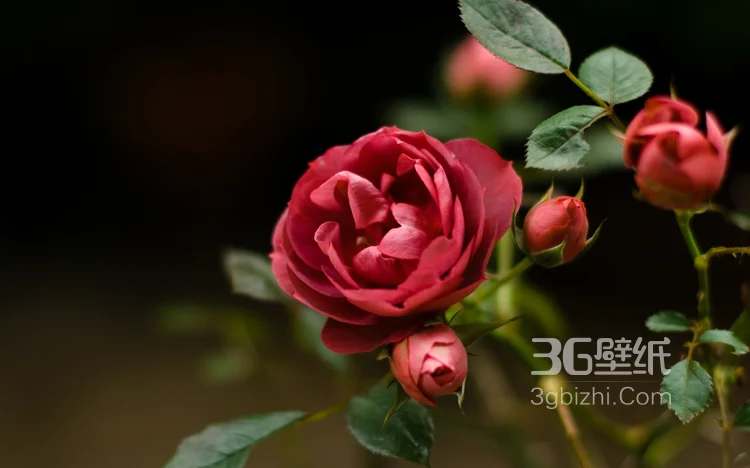 艳丽的红色玫瑰花植物花卉图片3