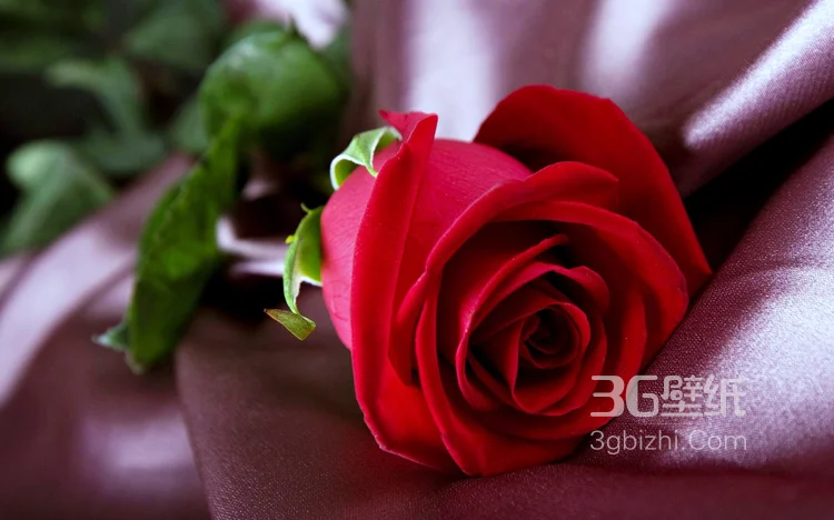 血色玫瑰，情人专属，示爱花卉“玫瑰花”图片2