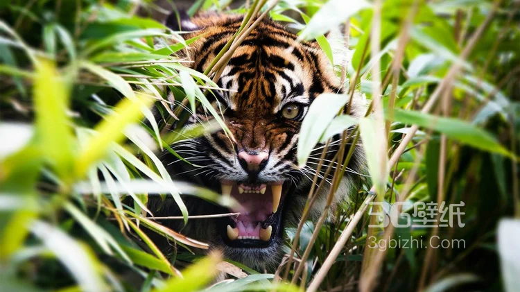 万兽之王“虎”老虎的高清图片8