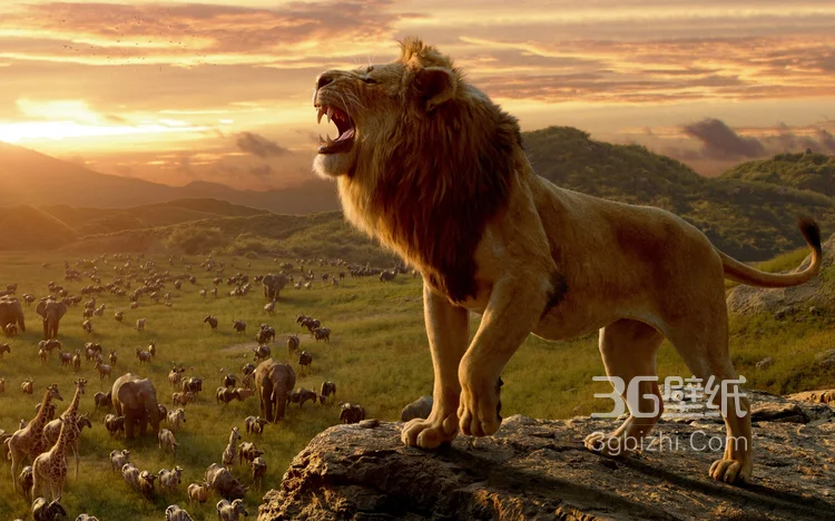 披头散发的雄性狮子图片16