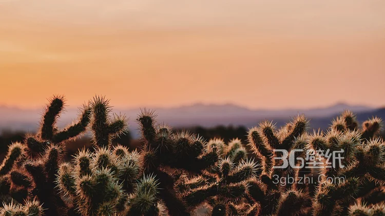 仙人掌，开花的仙人掌图片大全5