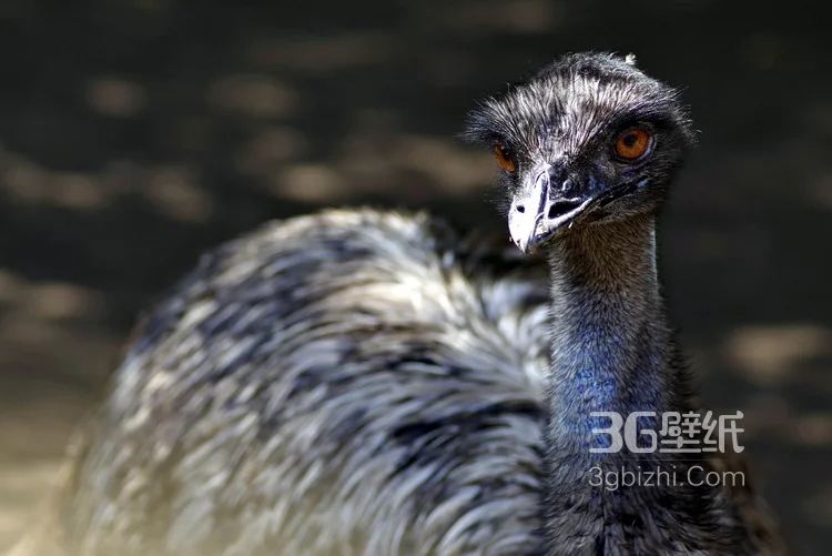 跑步小能手-鸵鸟图片12