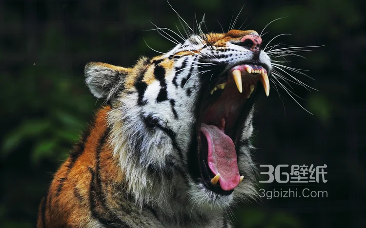 万兽之王“虎”老虎的高清图片1