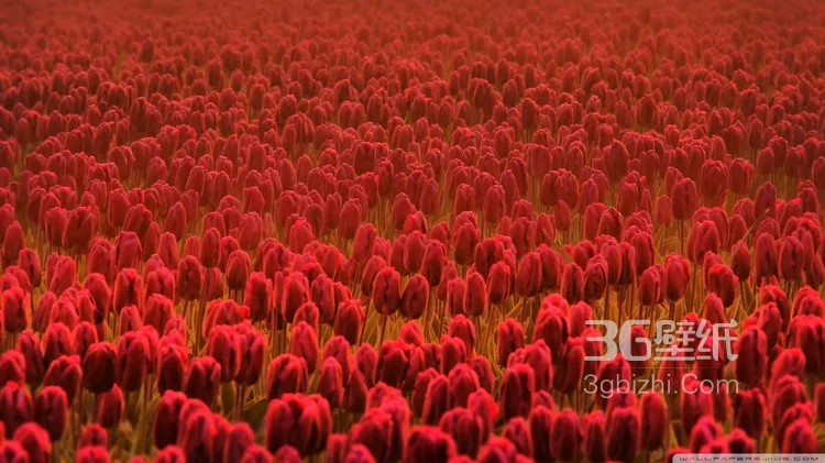 各种颜色唯美的郁金香花图片大全8