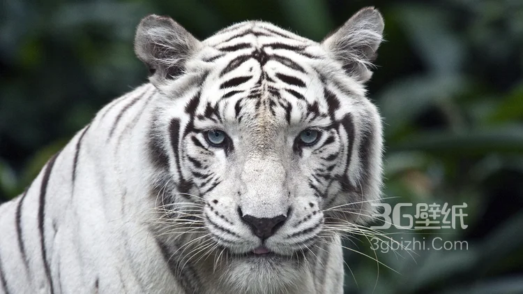 虎中贵族“白虎”图片大全1