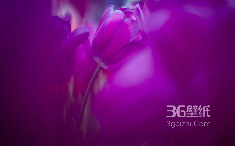 紫色唯美的郁金香图片9