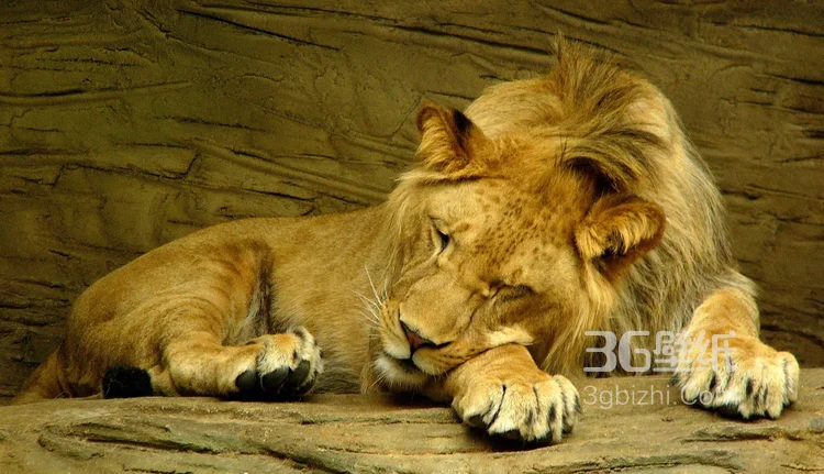 披头散发的雄性狮子图片5