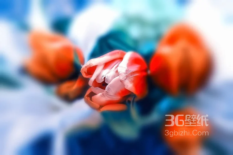 各种颜色唯美的郁金香花图片大全5