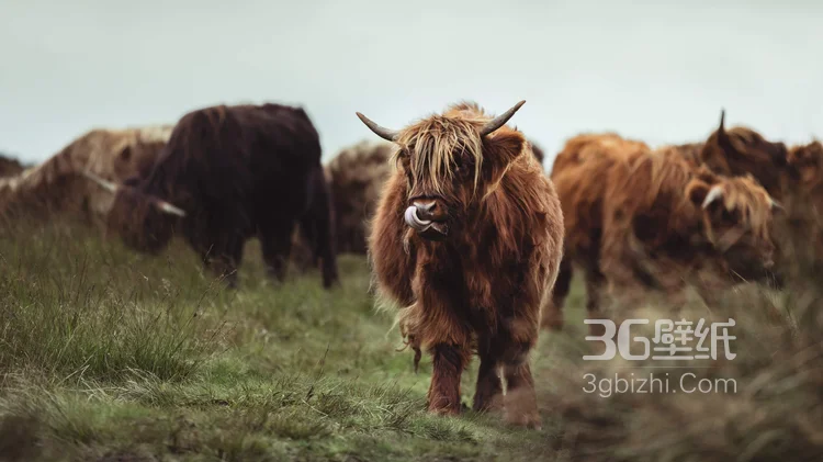 动物界的洗剪吹“牦牛”图片大全4