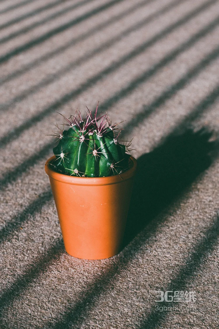 盆景仙人球图片2