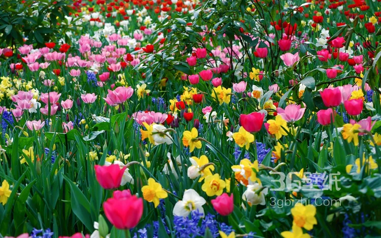 各种颜色唯美的郁金香花图片大全7