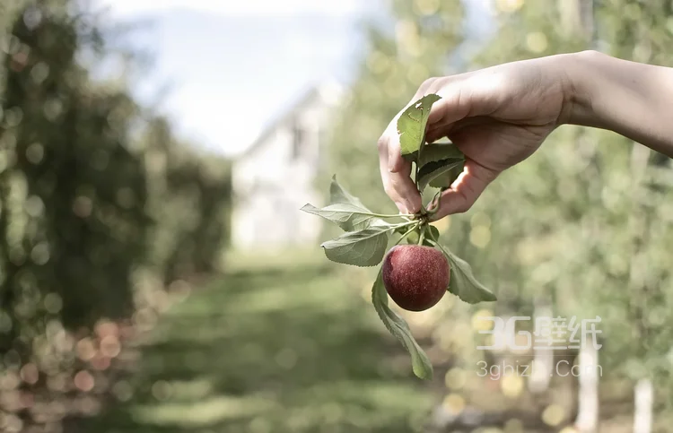 爽脆可口的水果“苹果”高清图片15