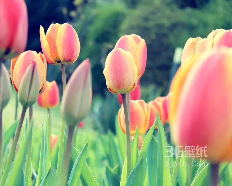 各种颜色唯美的郁金香花图片大全14