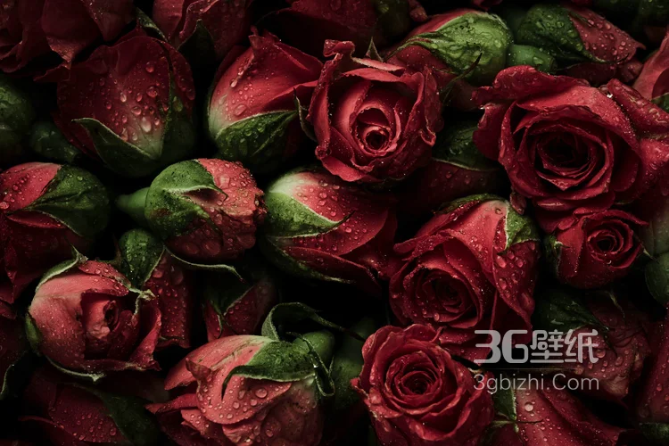 血色玫瑰，情人专属，示爱花卉“玫瑰花”图片3