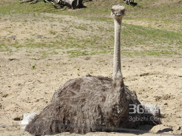 跑步小能手-鸵鸟图片11