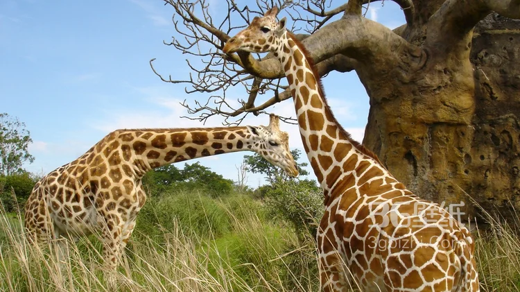 动物模特长颈鹿动物图片大全11