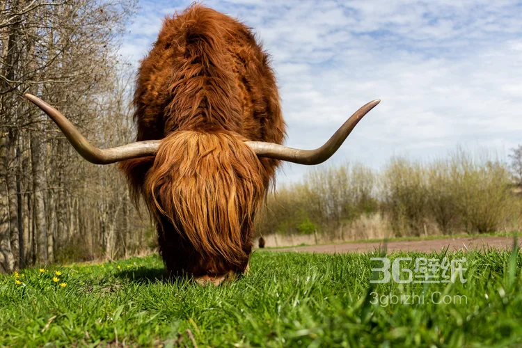 动物界的洗剪吹“牦牛”图片大全11