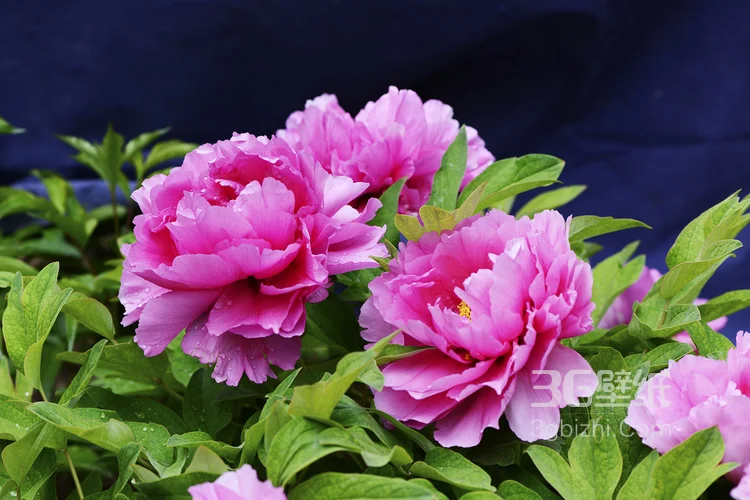 盛开的国花“牡丹花”高清植物图片4