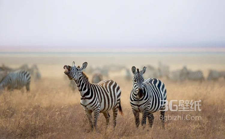 群居动物“斑马”的高清图片10