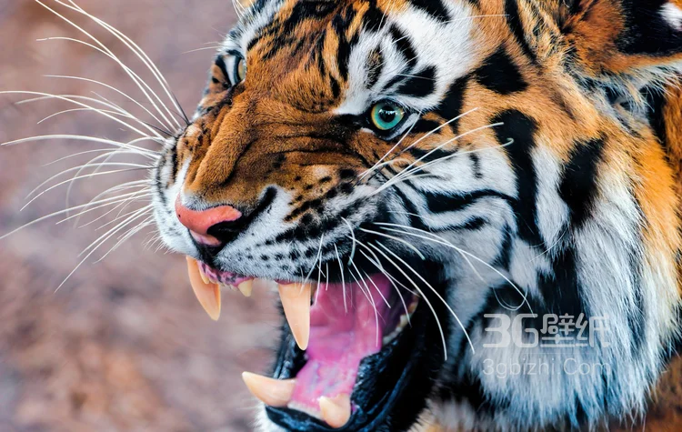 万兽之王“虎”老虎的高清图片2