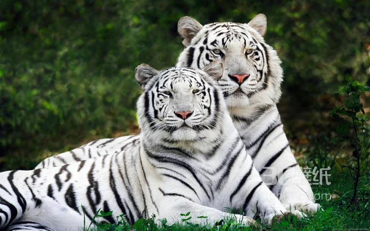 虎中贵族“白虎”图片大全10