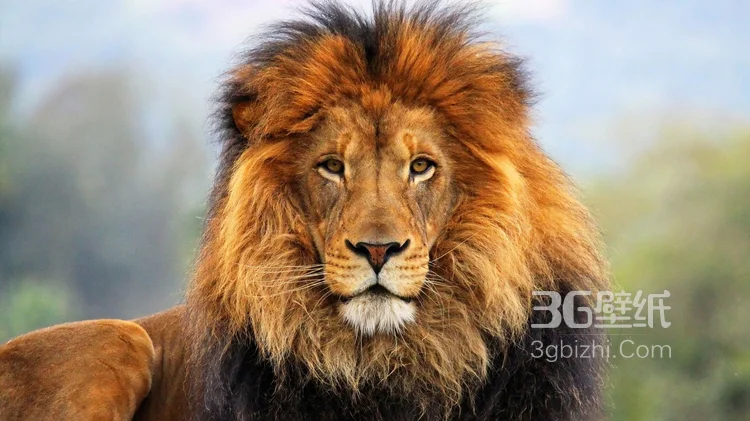 披头散发的雄性狮子图片9