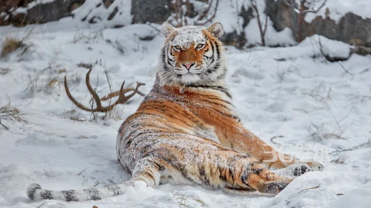 万兽之王“虎”老虎的高清图片6