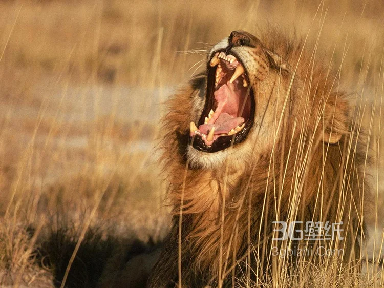 披头散发的雄性狮子图片2