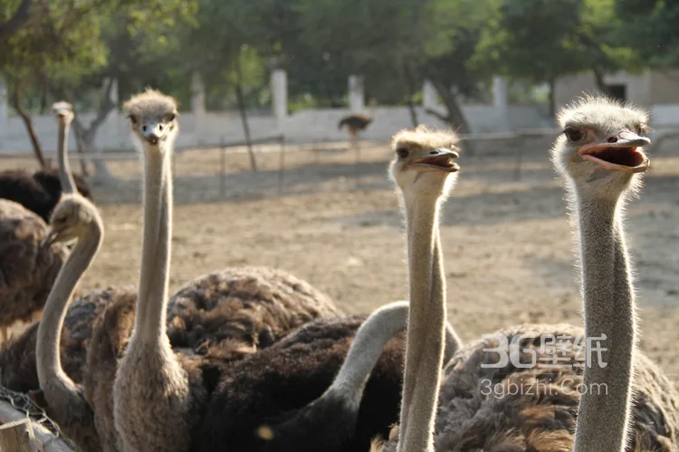 跑步小能手-鸵鸟图片7