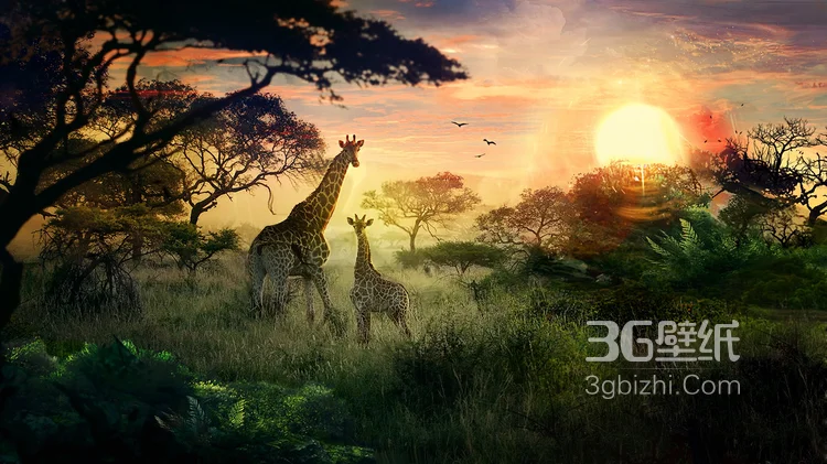 动物模特长颈鹿动物图片大全1