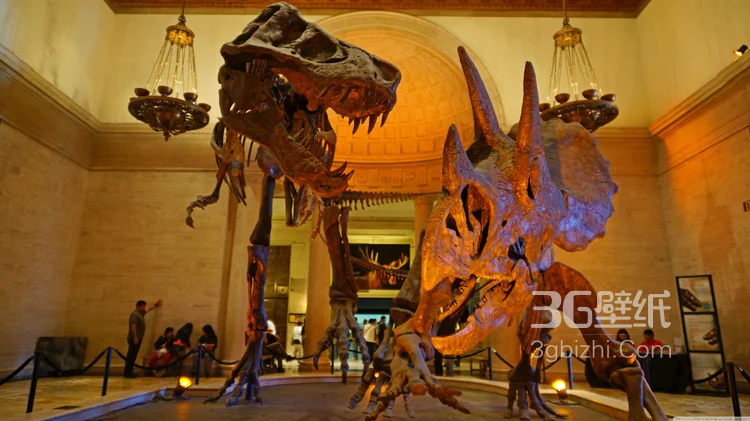 富有创意的三角龙图片5