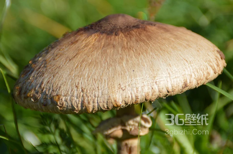 森林里的各种类蘑菇的高清图片7