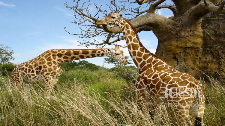 动物模特长颈鹿动物图片大全7