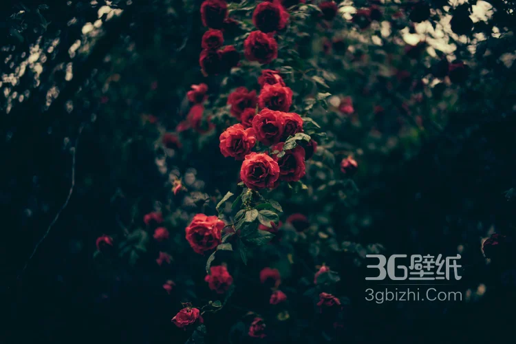 艳丽的红色玫瑰花植物花卉图片1