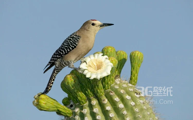 仙人掌，开花的仙人掌图片大全2