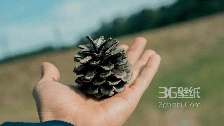 松鼠的美食“松果”的图片6