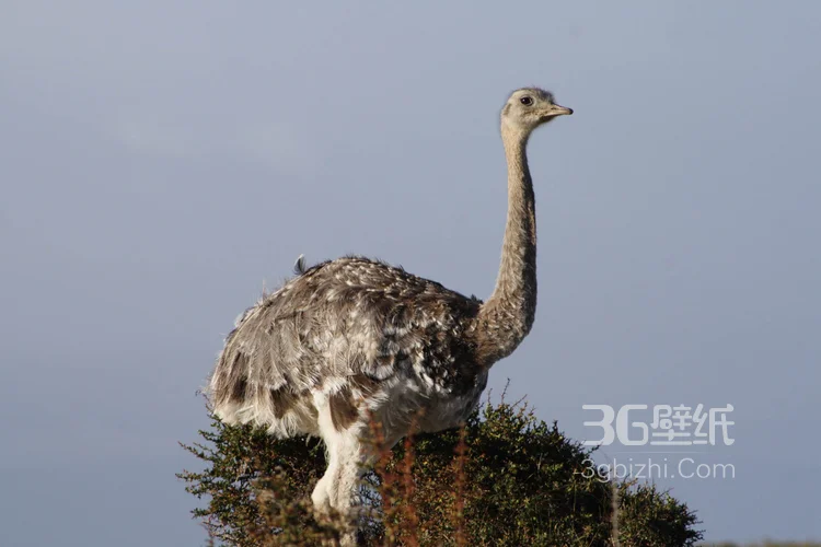 跑步小能手-鸵鸟图片5