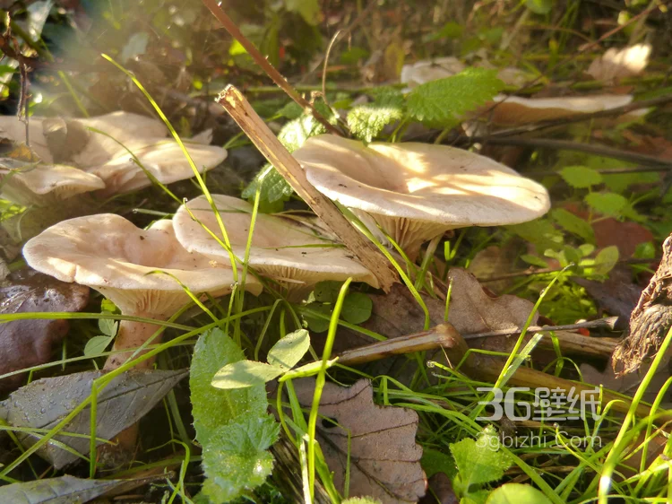 森林里的各种类蘑菇的高清图片15