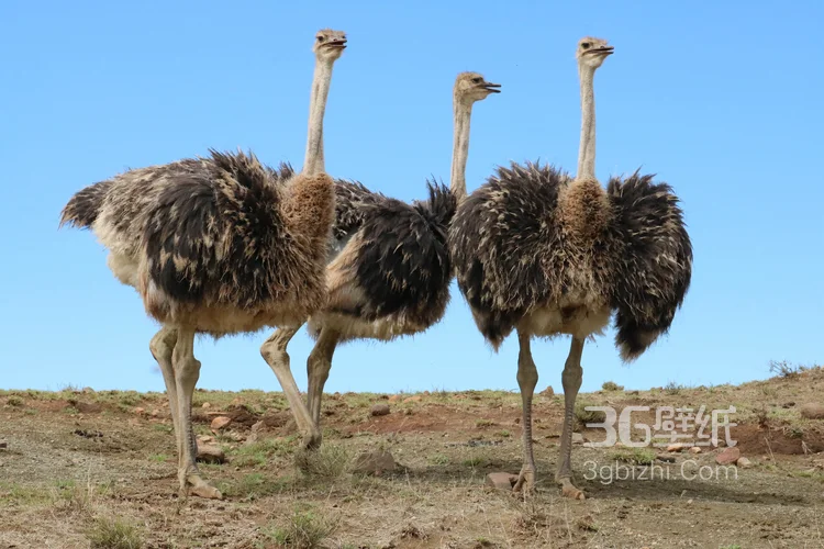 跑步小能手-鸵鸟图片15